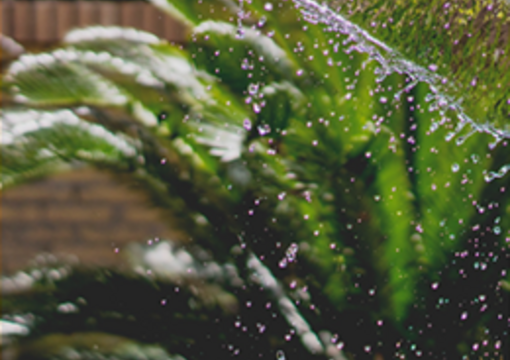 Pflanzen gießen mit dem Wasserschlauch