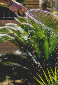 Pflanzen gießen mit dem Wasserschlauch