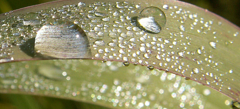 Das Bild zeigt Regentropfen auf einem Pflanzenblatt.